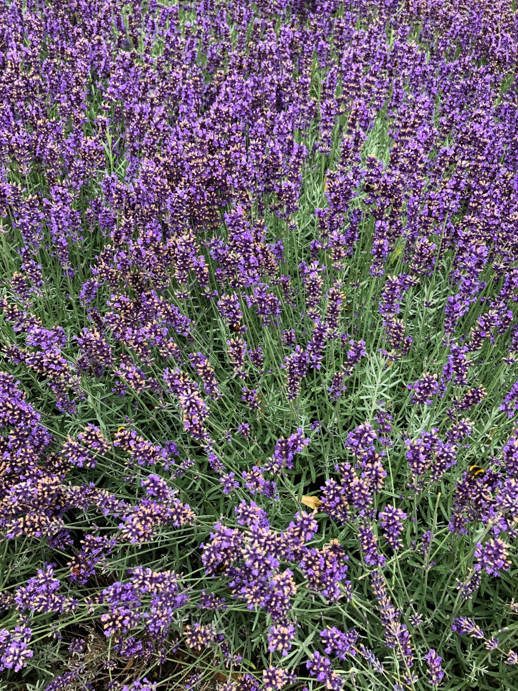 Lavendel – Die Pflanze hinter dem Duft