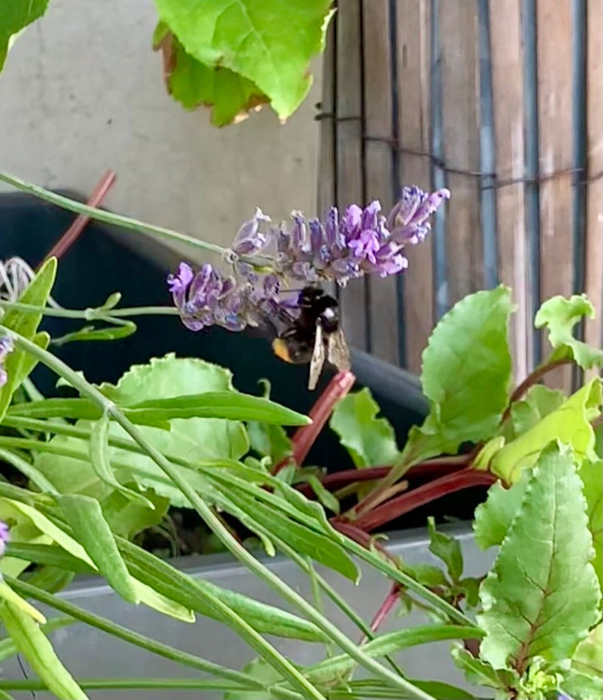 Hummel saugt Nektar einer Lavendelblüte.